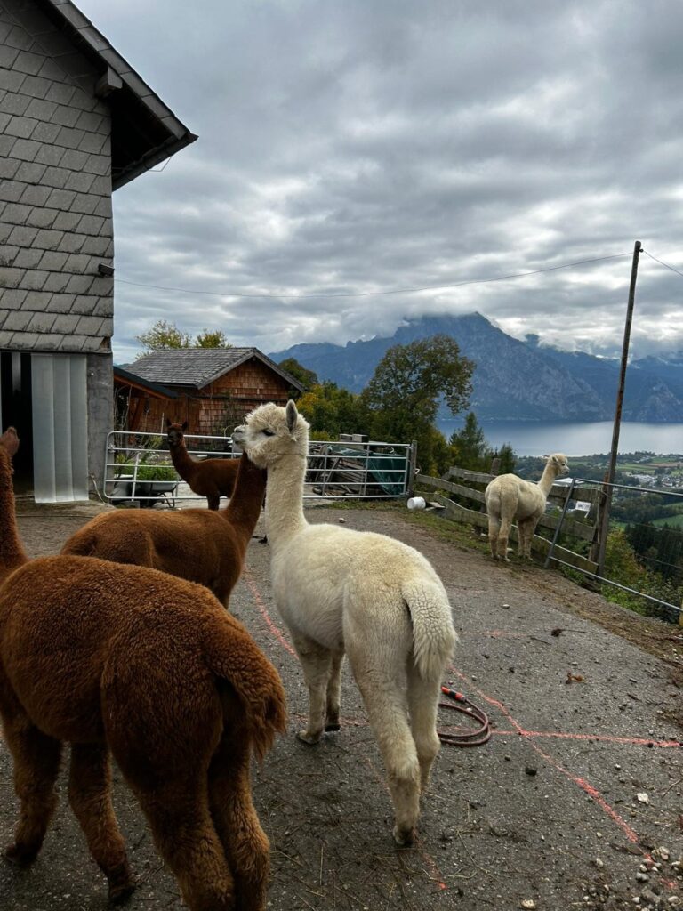 9467c4d9-1a4d-4f47-8804-a725dbc1a49f_11zon